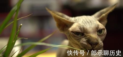 挪威森林猫|十二星座的专属“宠物猫”狮子座挪威森林猫，双鱼座苏格兰折耳猫