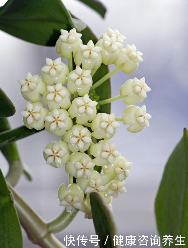 六月养球兰有“三怕”,难怪一直长叶不开花,甚至容易烂根萎蔫!