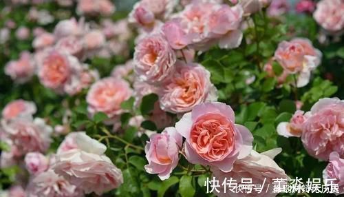 浇水|养花浇水,这几个错误别犯,不然养啥花都黄叶烂根,学会一生受用
