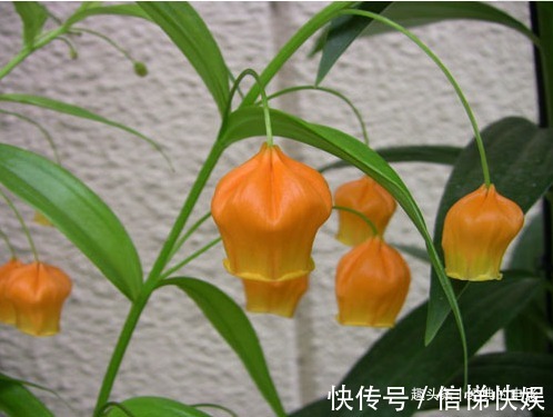 此花花姿别致,开花时犹如一串串灯笼挂满花枝,十分惹人喜爱