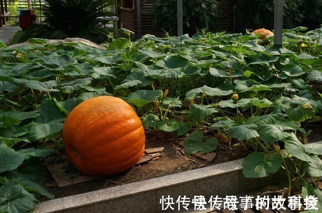 柚子|藏在身边的“吸糖王”,每天可劲吃,稳定血糖,糖尿病不来惹你