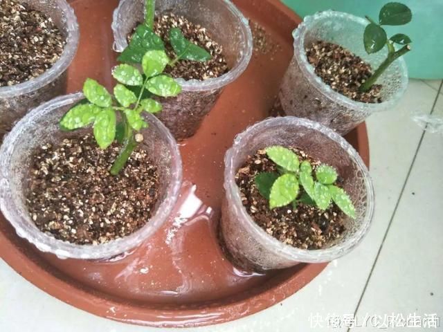 6月，最适合扦插的花，一插就活，大白根冒疯了