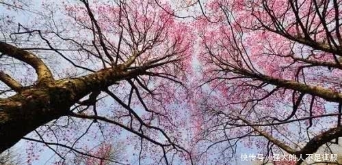 王维的一首《辛夷坞》,短短20个字,却表达出人生最深刻的哲思