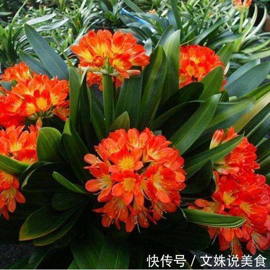 婆婆总在花盆挖坑埋垃圾,难怪君子兰疯狂爆盆,叶片绿的能滴油!