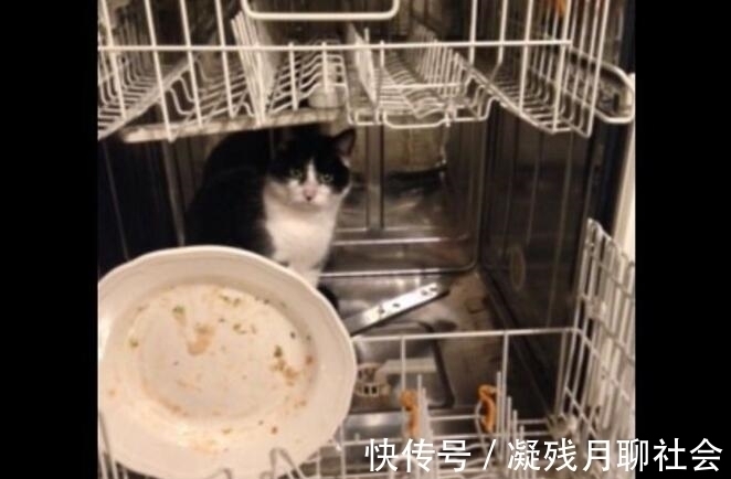 |搞笑小动物图片:你看了忍不住笑出声来,最后一张太搞笑了