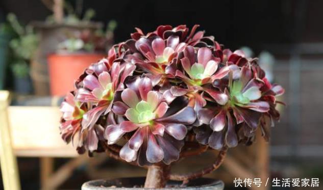 法师|懒人不适合养花?错!选择5种花,不挑土,耐干旱,不管它都长!