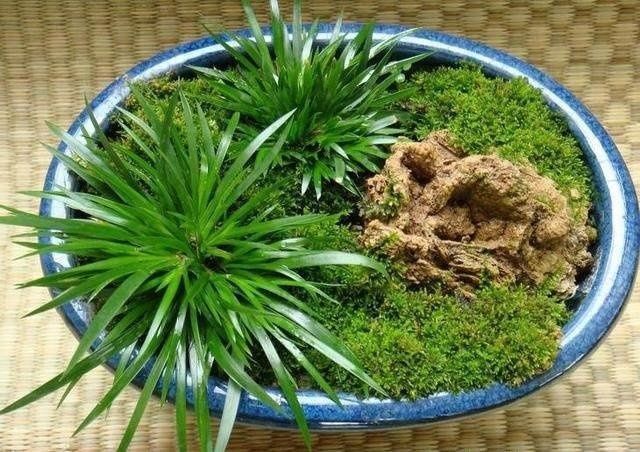 奶奶无意盆栽了一棵绿植,满屋子都是清香,出门不用喷香水了