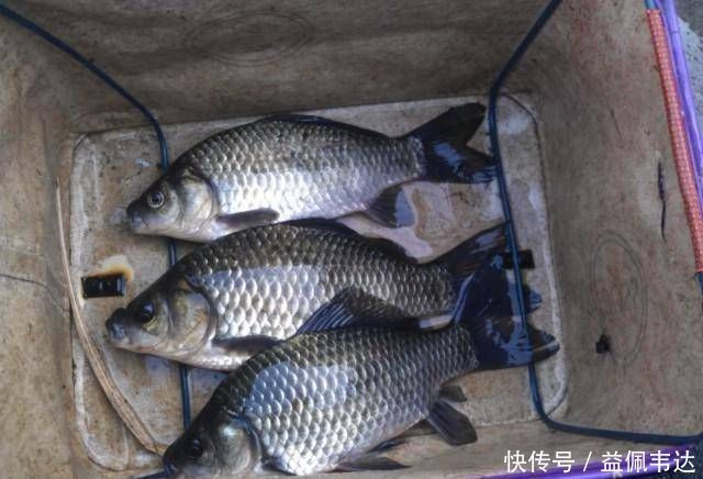 钓鱼|这种自制的鱼饵是专门用来钓大鲫鱼的,做起来容易