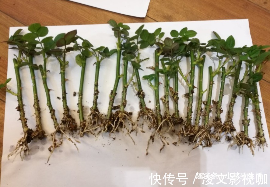 生根|月季扦插难,“撞墙2.0扦插法”,1月生根,就问你盆够不够