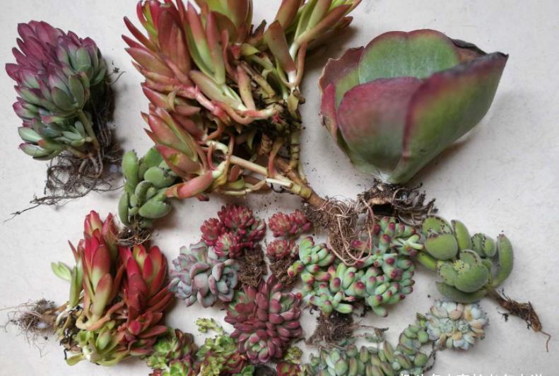 茎秆|多肉茎秆断了想还原是不可能的,但会操作的话可以多得一棵多肉