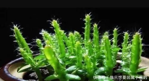 树苗|3种水果吃完核留下,水里泡一天,30天长成小树苗