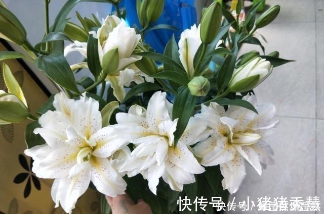 最好养的花之一，丢土里就能活，开花早，花香飘满室，适合新手养！