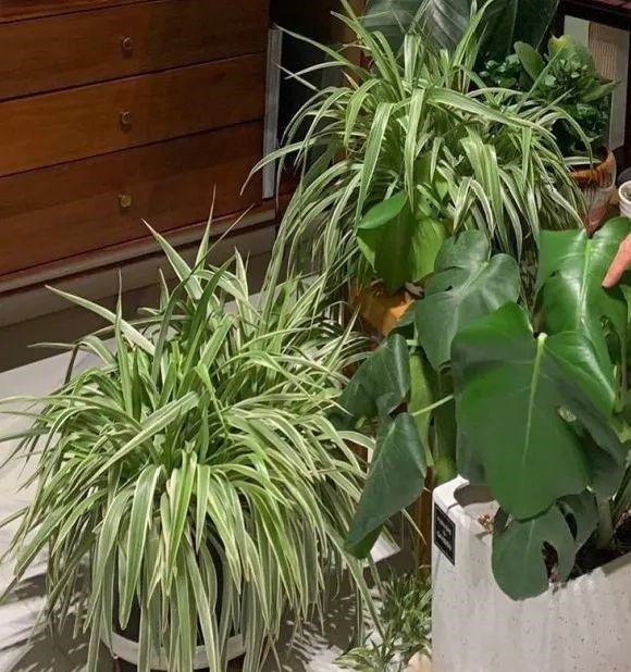 蟹爪兰|长寿花换盆,切忌越换越大,一直用小盆养才好!