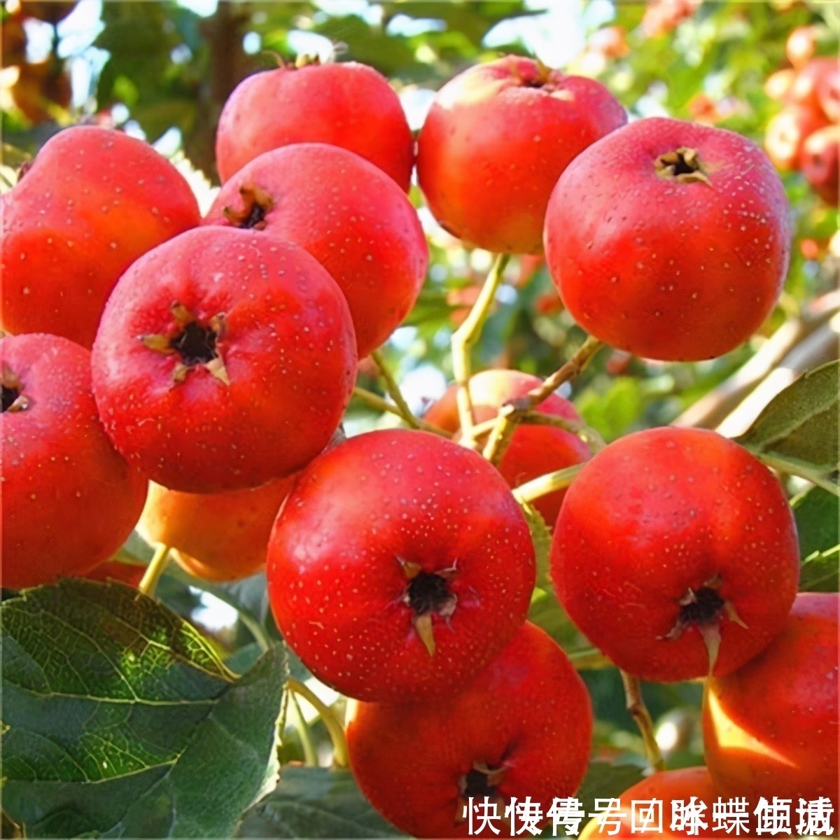 长寿|人到中年想长寿,坚持吃3种食物,补足气血,身体棒棒哒