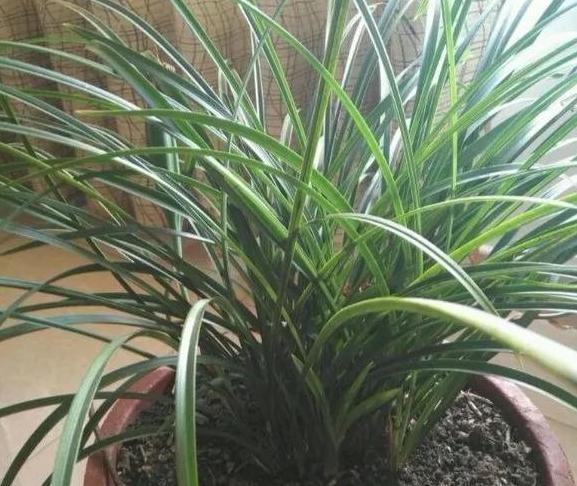 “见干见湿”原来是这个意思，我一直没搞懂，难怪养不好花