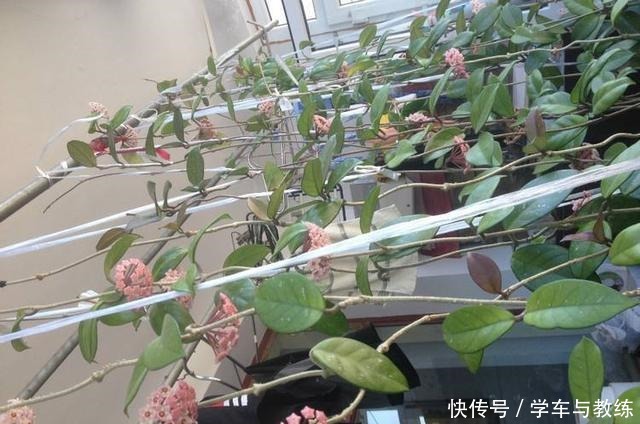 球兰,叶子似绿萝,比绿萝还耐阴,开花满屋香!