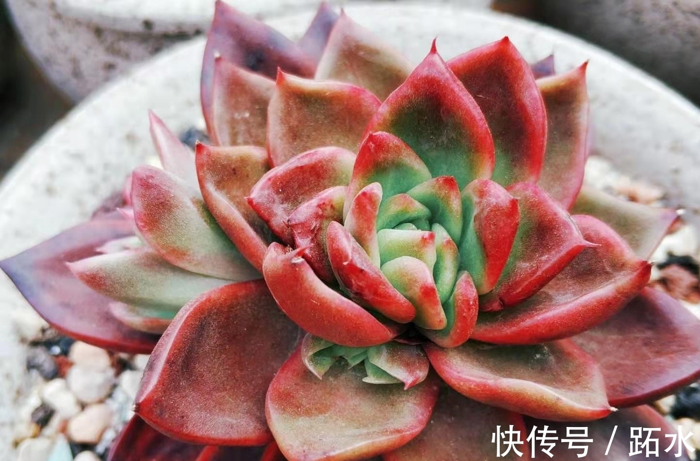 多肉小盆换大盆不脱土行吗?理论上可以,但建议脱土修根重栽为佳