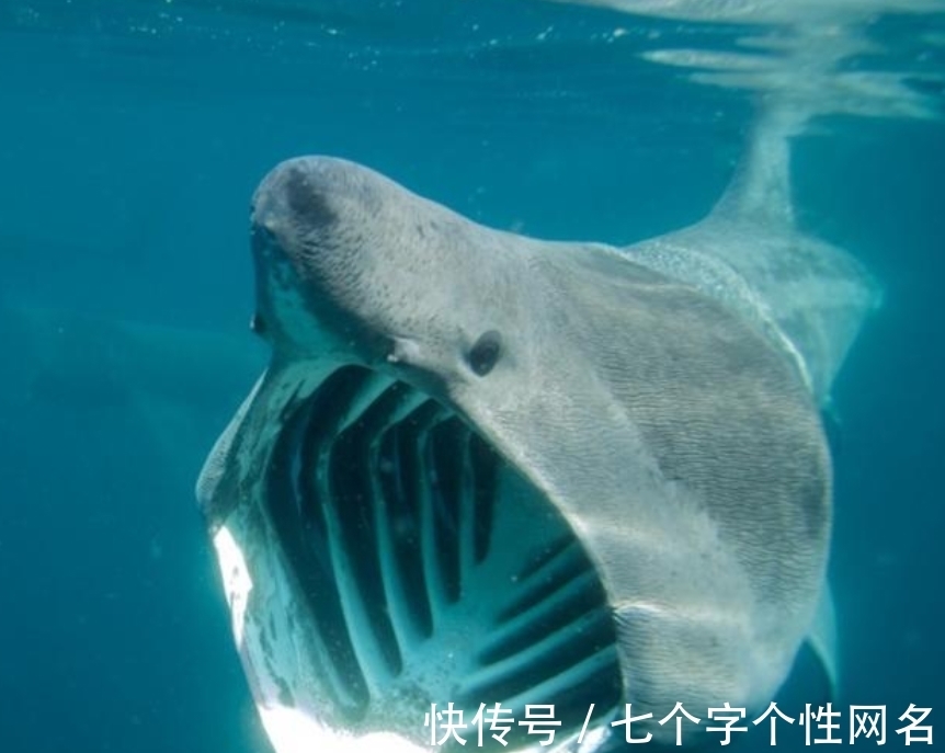 巨蜥|完全冻结的木蛙，与人类指纹几乎相同的考拉，你不知道的生物知识