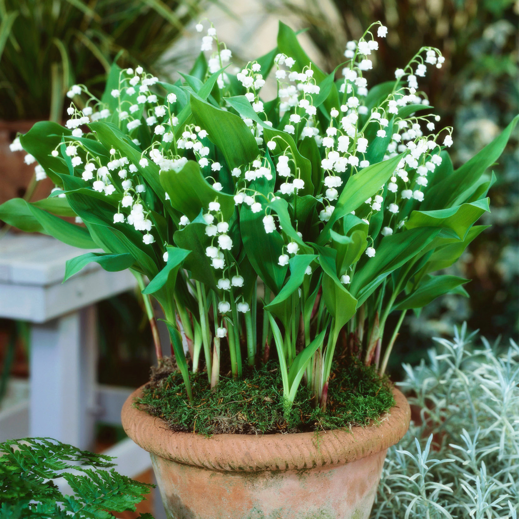 房子|无论房子有多大,6种盆栽要有,天再冷冻不死,满屋子飘香