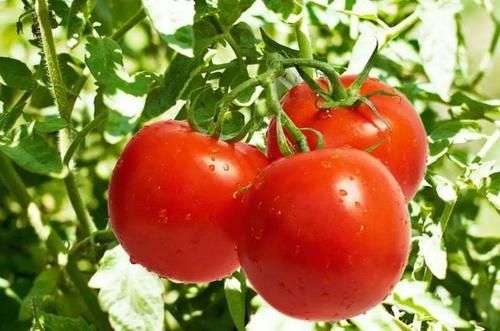 好处|男性时常吃西红柿,对身体有什么好处?但以下2种吃法尽量少吃