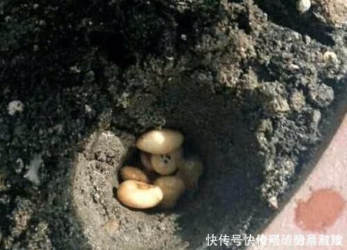 就可以|还在用花肥养花盆里埋10粒它,半年不用施肥,叶绿花又旺