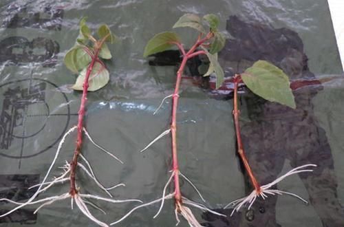 倒挂金钟|此花枝条沾土就生根,3个月长满盆,一年能开200天,值得拥有