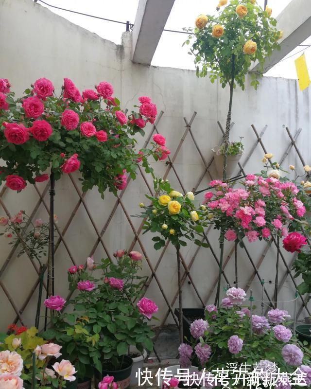 3种花养在小盆里,2年变老桩,茎干粗壮开花香,1次能开50朵