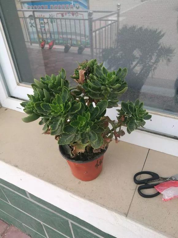花钱买了大老桩,越养越不开花,试试这个方法,复壮开爆盆
