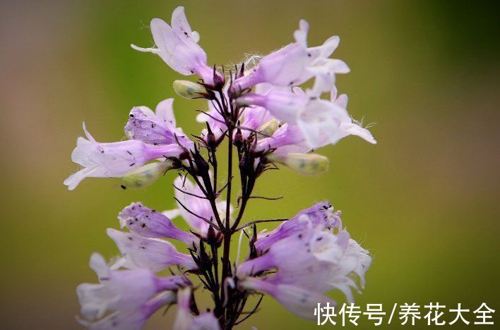 1种花开花像 吊钟 一整串都是花 初春养正合适 粉紫色