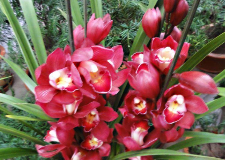 4种漂亮花,是花卉中的“佼佼者”,美不胜收,花美心情好!