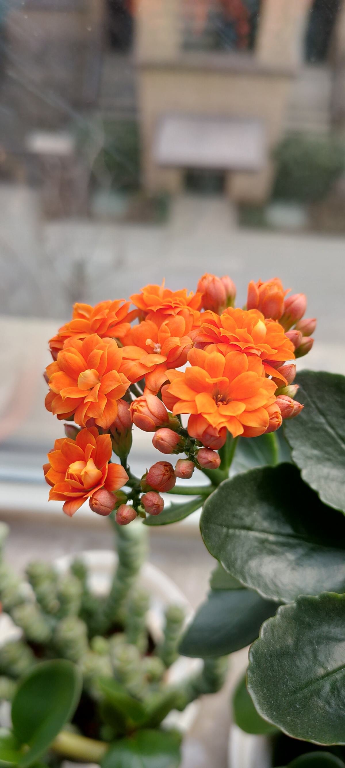 蝴蝶兰|过年不知道买什么花，3种类型随便挑，好养寓意也好