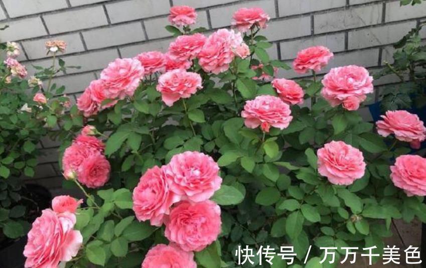 太阳花|9月逛花市,遇到3种花捡漏正当时,皮实好养还便宜
