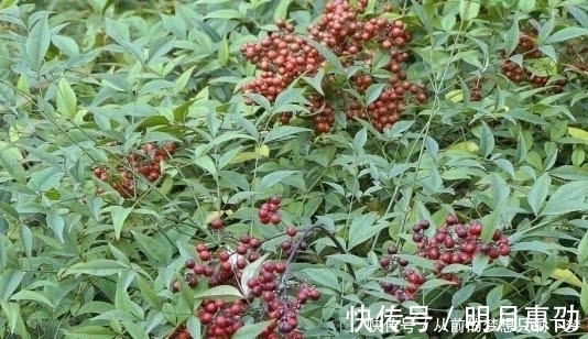 果子|在大山里看到这种“果子”，记得赶紧扔掉，它可是含有“剧毒”