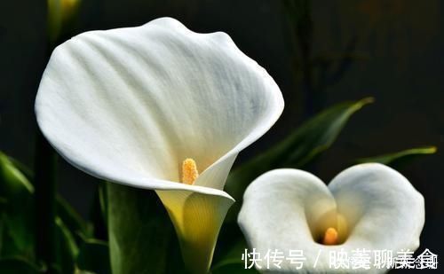 水竹|这3种花要多浇水,水多了就爆盆到处生长,夏天养正合适