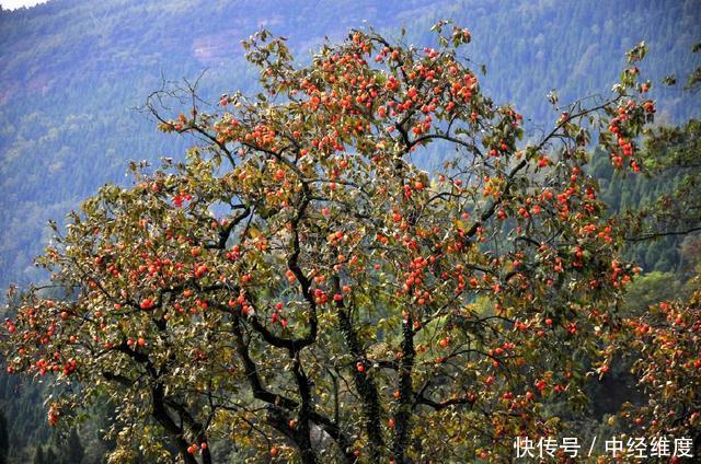 俗话|俗话说得好，“农村有五树，子孙一直富”，意指何树？有何根据？