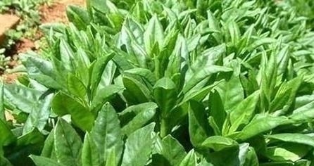 黄体酮|你的家乡有人参菜吗？它含有''黄体酮''，可以用来做菜