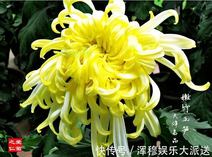 优雅|喜欢养菊花，不如养盆嫩竹玉笋，似金光四溢，风姿优雅，太美了！