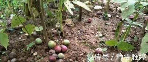 天门冬素|乡下此果掉在地上没人捡，城里人买的时候很贵，很多人吃不起