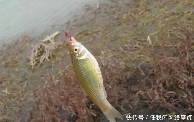 弄明白顶漂的原因,提竿抓口,中鱼率不比顿口差