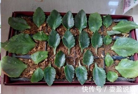 长寿花|别再浪费钱买花了,这些花掰片叶子就能长一大盆,省下好多钱!