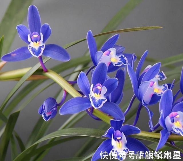 这款“蓝色”兰花,现在火得一塌糊涂,人称最美兰花,高贵也高雅!