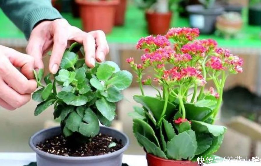 长寿花开完花，给它“剪一剪”，用上1种肥，再次长出花苞来