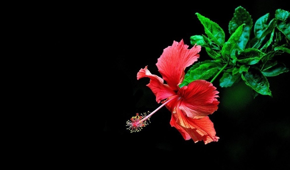 阿慧|一整年都能开花的三种花,比牡丹美丽还好养活,养一盆天天能赏花