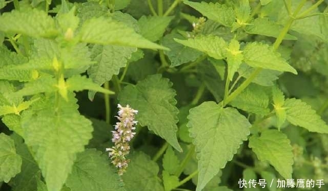 水芹菜|農村有些野菜農村人都不喜歡吃，但都有很多功效