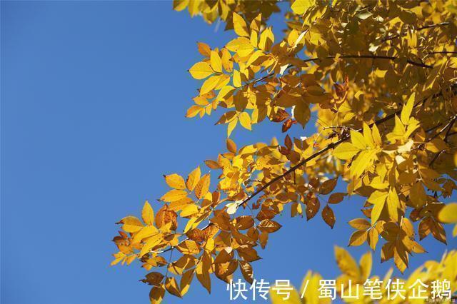 秋季|秋已至,谨记“润肺养胃”,喝二茶、吃三果、做四事,健康一整年