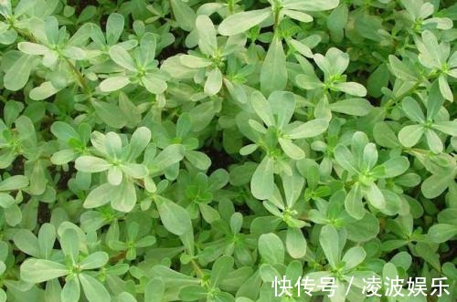 野菜|女人不想大肚子,常吃4种蔬菜,刮油清脂,减肥瘦身,还好吃