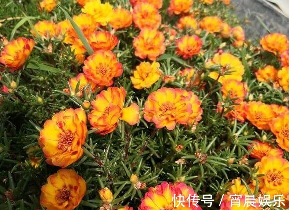 倒伏|偷偷给妈妈养的太阳花狠狠剪了个光头,一个月后开花爆盆,真值