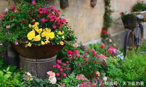 春天养花有3“忌”,及时避开花花长得旺,不然养一盆死一盆