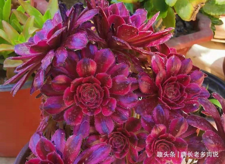 晒伤|多肉法师的叶片下翻先判断是否休眠,再检查有没有其它的问题