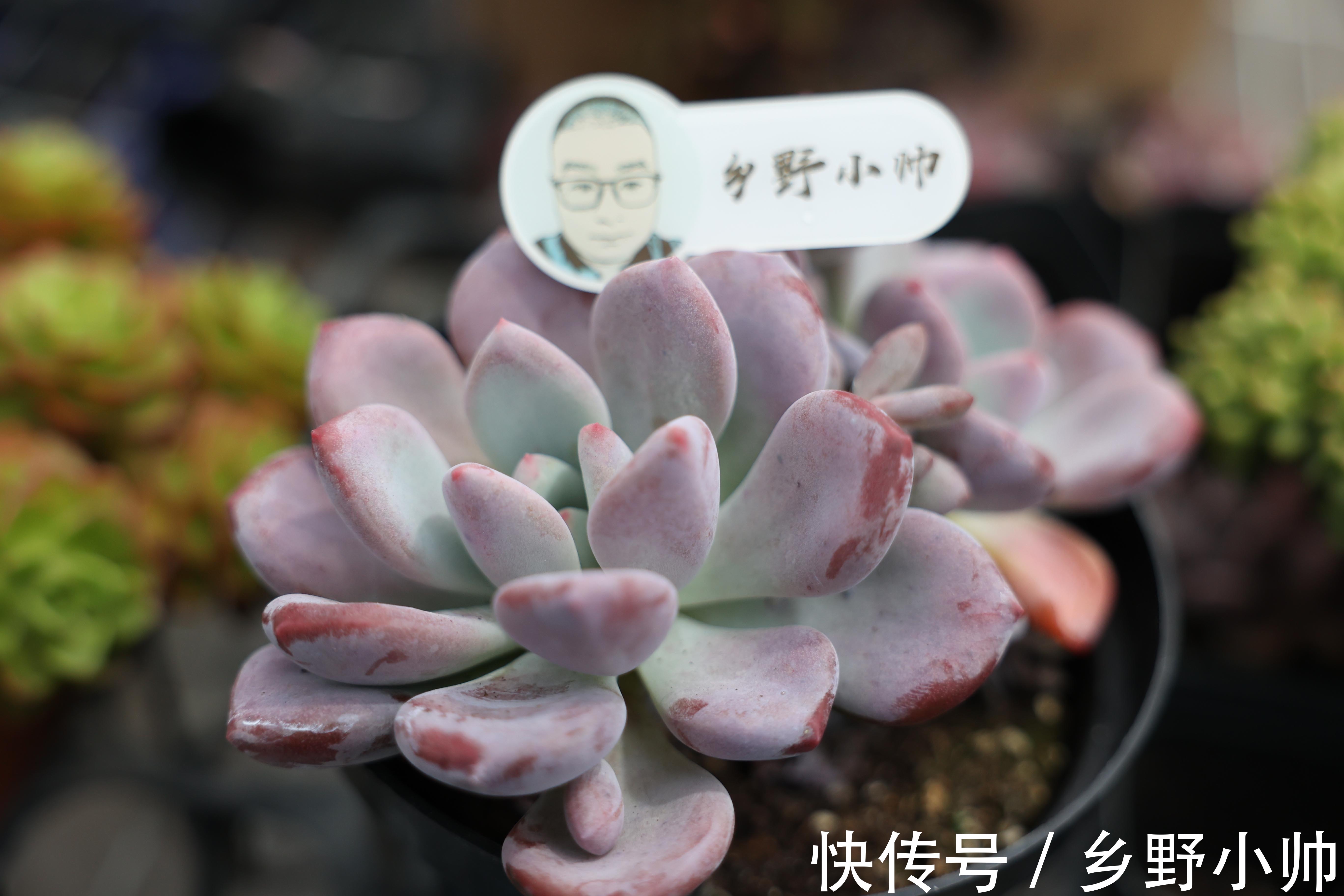 秋天养肉正当时,把握好一个度,做好这些养肉攻略,肉肉才更美